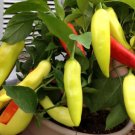 Sweet Banana Pepper Seeds 25 Heirloom Non GMO Prolific Seeds USA Seller Sweet Banana Pepper Seeds 25 Heirloom Non GMO Prolific Seeds USA Seller