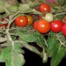 Snegirjok Micro Dwarf Tomato 12 Seeds Read USA Seller