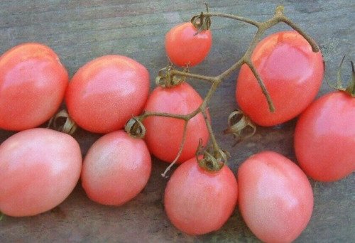Pearly Pink Cherry Tomato 12 Seeds Read USA Seller