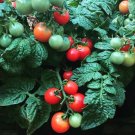 Mini Bell Micro Dwarf Sweet Cherry Tomato Vegetable 12 Seeds Read USA Seller