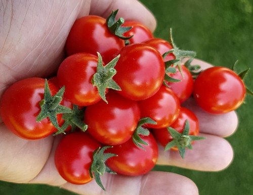 Micro Tina Micro Dwarf Tomato 12 Seeds Read USA Seller