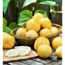 Lemon Cucumber 15 Seeds Heirloom Non GMO Crispy Sweet USA Seller