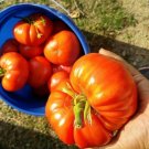 German Johnson Tomato 12 Seeds USA Seller