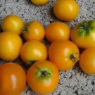 Floragold Micro Dwarf Basket Tomato 12 Seeds USA Seller Floragold Micro Dwarf Basket Tomato 12 Seeds USA Seller