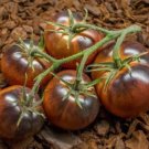 Chestnut Chocolate Tomato 12 Seeds USA Seller