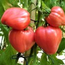 Bull'S Heart Beefsteak Tomato 12 Seeds Limited Qty: Heirloom Non GMO USA Seller