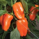 Bell Pepper Orange Sweet 12 Seeds Giant Vegetable Organic Heirloom Non GMO USA Seller Bell Pepper Orange Sweet 12 Seeds Giant Vegetable Organic Heirloom Non GMO USA Seller
