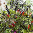 Maui Purple Pepper 12 Seeds USA Seller Maui Purple Pepper 12 Seeds USA Seller