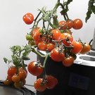 Baby Micro Dwarf 12 Seeds Read USA Seller