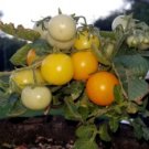 Venus Micro Dwarf Tomato 12 Seeds Read USA Seller Venus Micro Dwarf Tomato 12 Seeds Read USA Seller