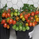 Hardin'S Miniature Micro Dwarf Tomato 12 Seeds Read USA Seller Hardin'S Miniature Micro Dwarf Tomato 12 Seeds Read USA Seller