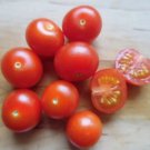 Bonsai Micro Dwarf Tomato 12 Seeds Read USA Seller Bonsai Micro Dwarf Tomato 12 Seeds Read USA Seller