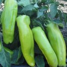 Cubanelle Pepper Seeds 25 Non GMO Beautiful Green To Yellowish Orange Then Red USA Seller