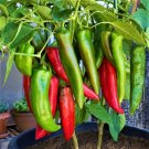 New Mexico Big Jim Chili Pepper 15 Seeds Numex Hatch Ristra USA Seller New Mexico Big Jim Chili Pepper 15 Seeds Numex Hatch Ristra USA Seller