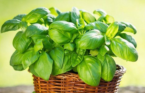 Basil Seeds Italian Large Leaf 250 Heirloom Non GMO Herb Vegetable USA Seller