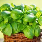 Basil Seeds Italian Large Leaf 250 Heirloom Non GMO Herb Vegetable USA Seller
