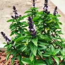 Thai Basil Seeds 200 Purple Basil Asian Basil Heirloom Non GMO USA Seller Thai Basil Seeds 200 Purple Basil Asian Basil Heirloom Non GMO USA Seller