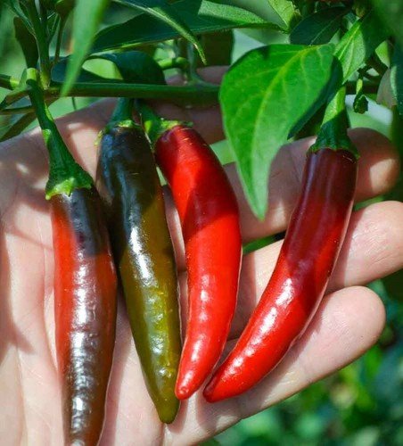 Serrano Pepper 30 Seeds Heirloom Non GMO &Acirc;&nbsp; Hot Chile Prolific Vegetable USA Seller