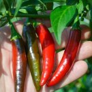 Serrano Pepper 30 Seeds Heirloom Non GMO   Hot Chile Prolific Vegetable USA Seller