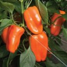 Bell Pepper Orange Sweet 15 Seeds Giant Vegetable Organic Heirloom Non GMO USA Seller Bell Pepper Orange Sweet 15 Seeds Giant Vegetable Organic Heirloom Non GMO USA Seller