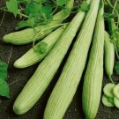Cucumber Seeds 15 Armenian Yard Long Seeds Heirloom Non GMO Aka Snake Serpent USA Seller