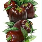 Bell Pepper Chocolate Beauty 15 Seeds Heirloom Non GMO Sweet Vegetable USA Seller Bell Pepper Chocolate Beauty 15 Seeds Heirloom Non GMO Sweet Vegetable USA Seller