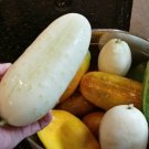 Cucumber Seeds White Wonder 15 Seeds Heirloom Non GMO Vegetable USA Seller Cucumber Seeds White Wonder 15 Seeds Heirloom Non GMO Vegetable USA Seller