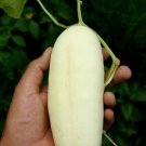 Cucumber Seeds White Wonder 30 Seeds Heirloom Non GMO Vegetable USA Seller Cucumber Seeds White Wonder 30 Seeds Heirloom Non GMO Vegetable USA Seller