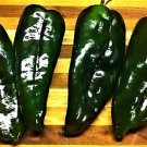 Ancho Poblano Pepper 25 Seeds Heirloom Non GMO Also Have Tomato Peppers USA Seller Ancho Poblano Pepper 25 Seeds Heirloom Non GMO Also Have Tomato Peppers USA Seller