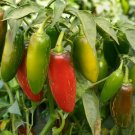 Jalapeno Pepper 25 Seeds Green To Red Tasty Vegetable Prolific Growth USA Seller Jalapeno Pepper 25 Seeds Green To Red Tasty Vegetable Prolific Growth USA Seller
