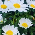 50 Alaskan Shasta Daisy Flower Seeds Fresh Harvest Non GMO USA Seller