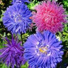 50 Aster Crego Giant Mix Flower Seeds Fresh Harvest Non GMO USA Seller 50 Aster Crego Giant Mix Flower Seeds Fresh Harvest Non GMO USA Seller