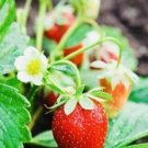 200 Everbearing Strawberry Fruit Seeds NonGMO Fresh Harvest USA Seller