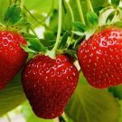 100 Everbearing Strawberry Fruit Seeds NonGMO Fresh Harvest USA Seller