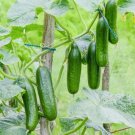 50 Fresh Harvest Tendergreen Burpless Cucumber Seeds NonGMO Heirloom USA Seller