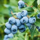 200 European Blueberry Seeds Autumn Low Bush Sweet Delicious USA Seller