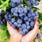 1000 Blueberry Fruit Seeds Sweet Non GMO Fresh Harvest USA Seller