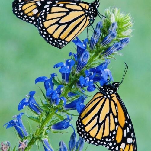 Blue Cardinal Flower Seeds Non GMO Fresh Harvest USA Seller