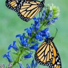 Blue Cardinal Flower Seeds Non GMO Fresh Harvest USA Seller Blue Cardinal Flower Seeds Non GMO Fresh Harvest USA Seller