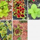 Coleus Rainbow Mix Flower Seeds Non GMO Fresh Harvest USA Seller Coleus Rainbow Mix Flower Seeds Non GMO Fresh Harvest USA Seller