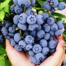 Sweet Blueberry Fruit Seeds Non GMO Fresh Harvest USA Seller