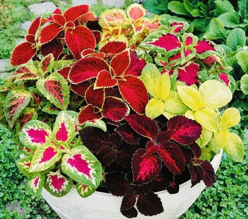 2 Seeds Coleus Rainbow Mix Flower Seeds Non GMO Fresh Harvest USA Seller