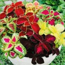 2 Seeds Coleus Rainbow Mix Flower Seeds Non GMO Fresh Harvest USA Seller