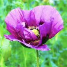 Lavender Poppy Flower Seeds Non GMO Fresh Harvest USA Seller