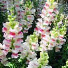 Snapdragon Apple Blossom Bouquet Flower Seeds NonGMO Fresh Harvest USA Seller