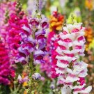 Snapdragon Fairy Bouquet Flower Seeds Mix NonGMO Fresh Harvest USA Seller Snapdragon Fairy Bouquet Flower Seeds Mix NonGMO Fresh Harvest USA Seller