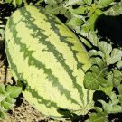 Jubilee Watermelon Seeds Non GMO Fresh Harvest USA Seller