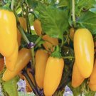 Yellow Jalapeño Pepper Seeds Non GMO Fresh Harvest USA Seller