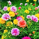 Moss Rose Double Flower Mix Seeds Open Pollinated Heirloom Seeds Fresh Harvest USA Seller