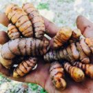 9 Piece Turmeric Bulb Fresh Harvest Home Grown USA Seller
